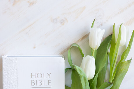 A white holy bible and fresh white tulips laying on a white wood table shot from above with copy space