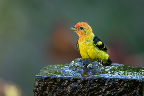 Morning Bath