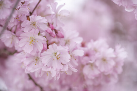 Cherry Bliss